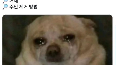 강아지가 핸드폰을 쓸 수 있다면